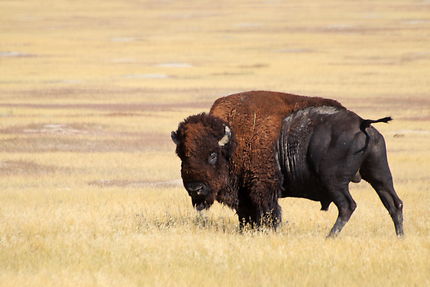 Badlands (Dakota du Sud) - Bison