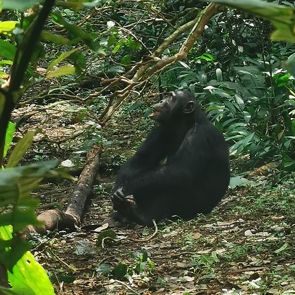 Chimpanzés au Parc National de Kibale en Ouganda