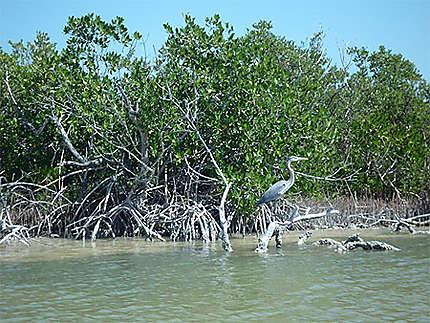 Los mangrove