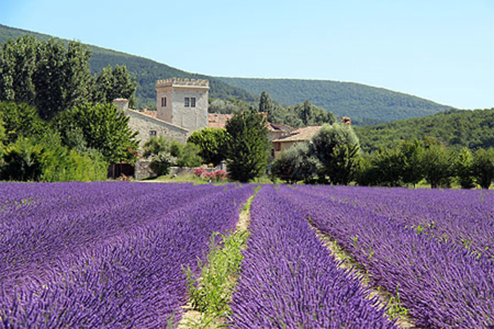 Lavande et bastide