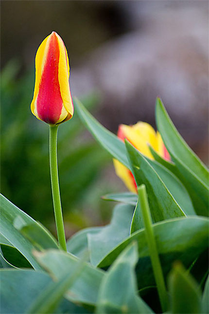 Une tulipe