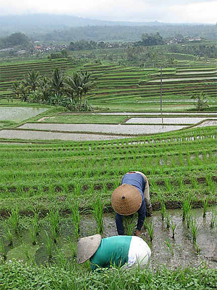 Travailleuses dans les rizières en terrasse