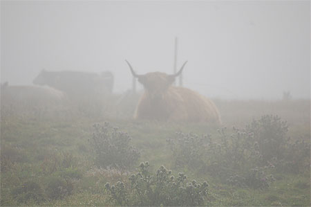 Highland d'Ecosse Highland d'Ecosse