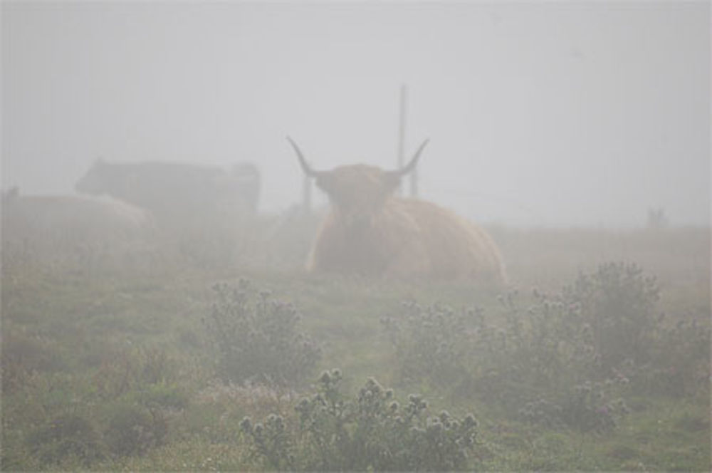 Highland d'Ecosse