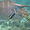 Unicornfish et son "nettoyeur" attitré