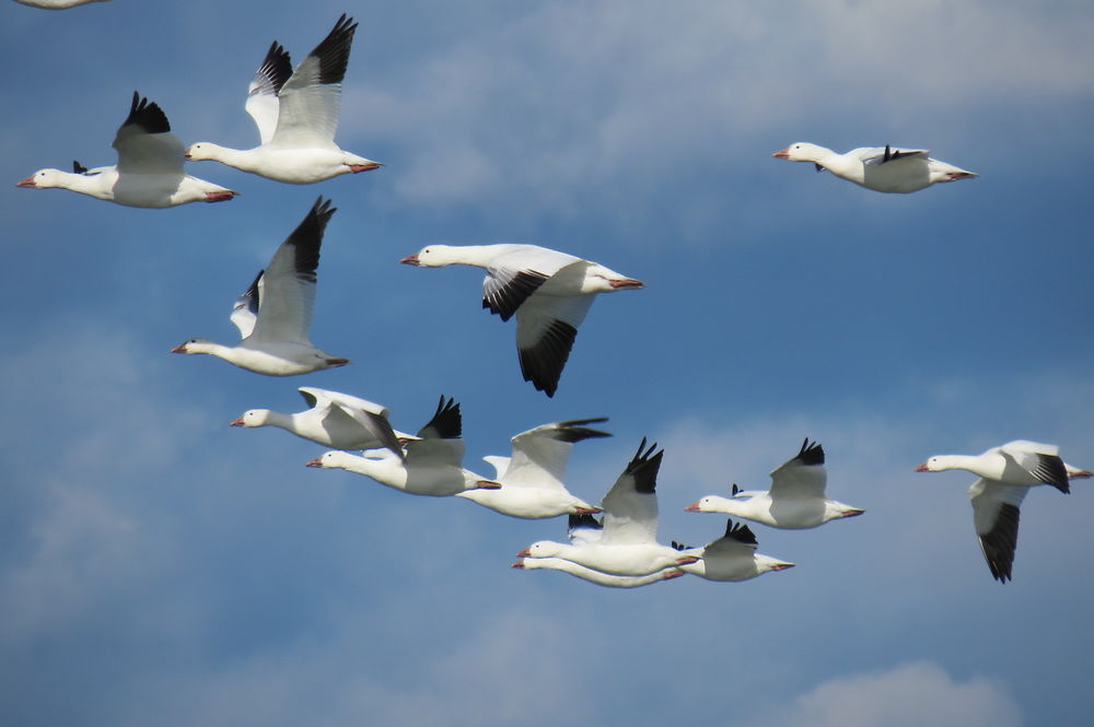 Oies blanches à Rimouski