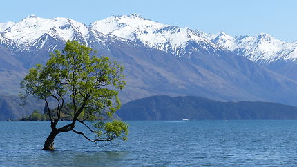 Lone Tree - Wanaka Lake