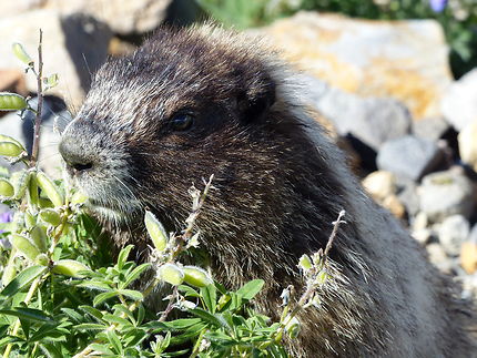 Marmotte