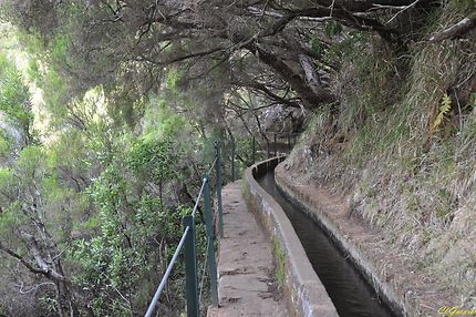 Levada Do Risco - 25 Fontes