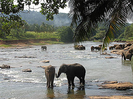 Le bain des éléphants