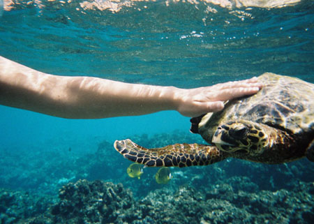 Tutu la Tortue Tutu la Tortue