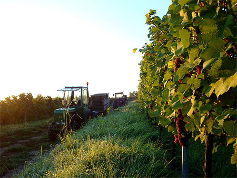 Vendange du pinot noir en Alsace