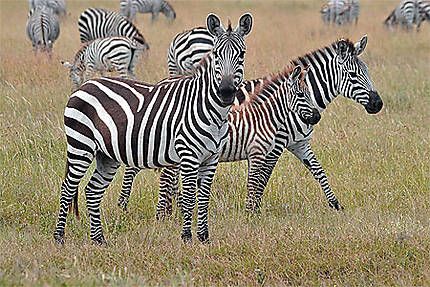 Zébres du Serengeti