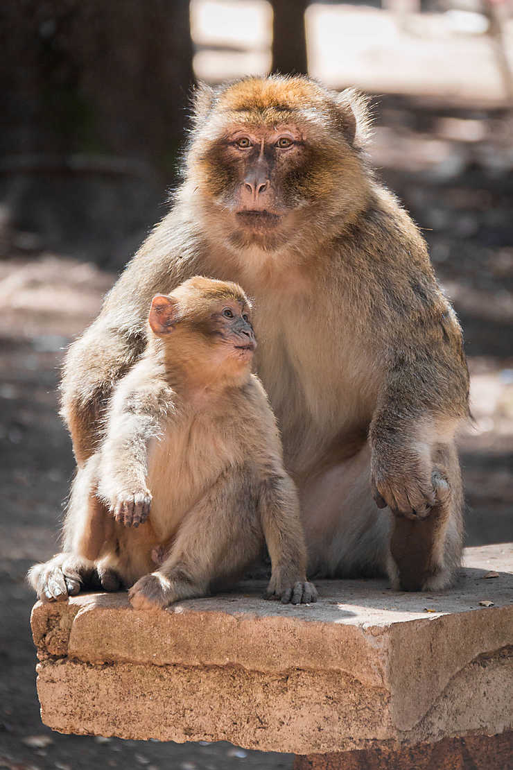 Macaques de Barbarie Singes Animaux Animaux Azrou Moyen Atlas — free download