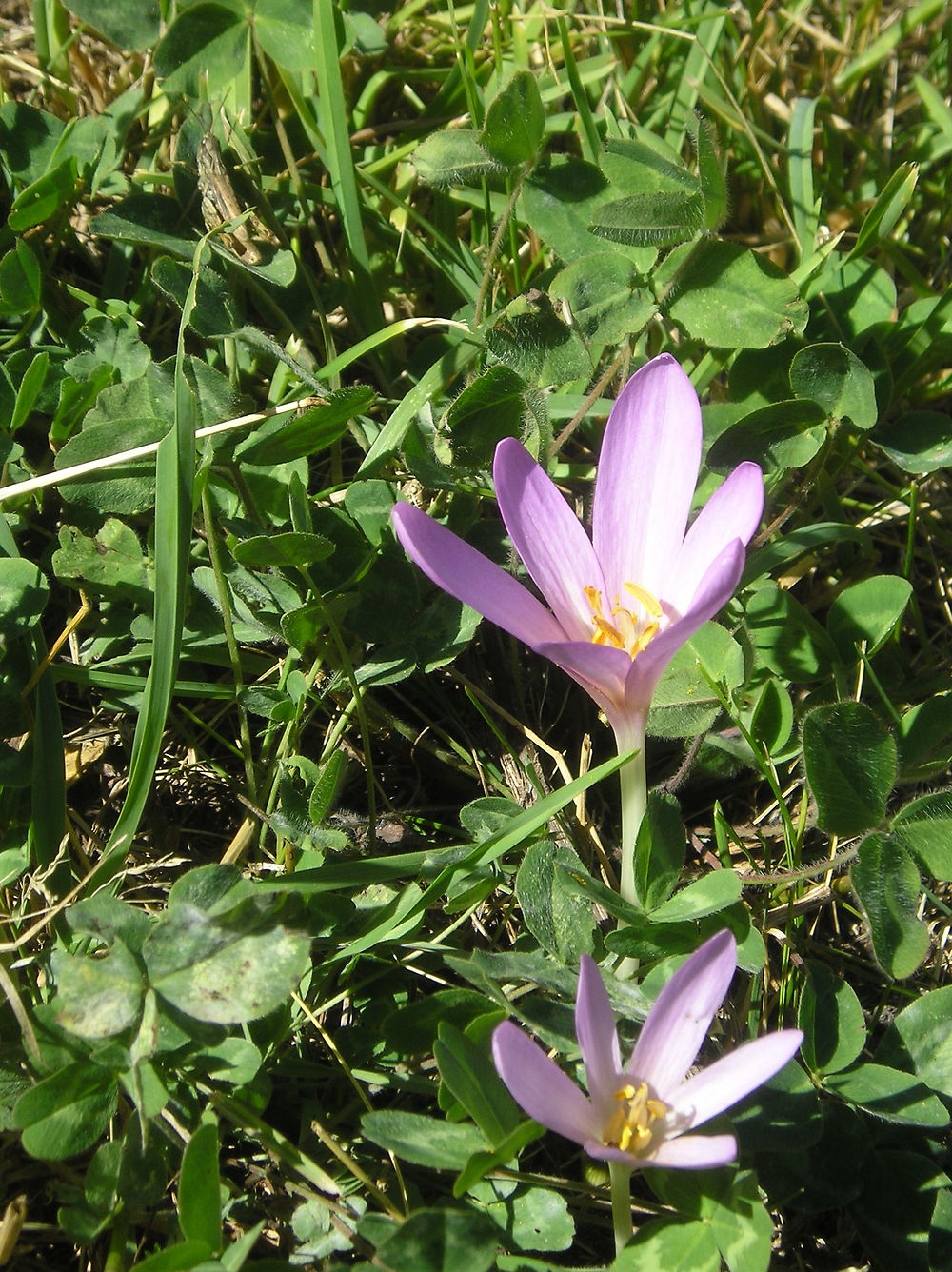 Colchiques dans le col de Vars