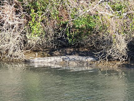 Sumba - Crocodile