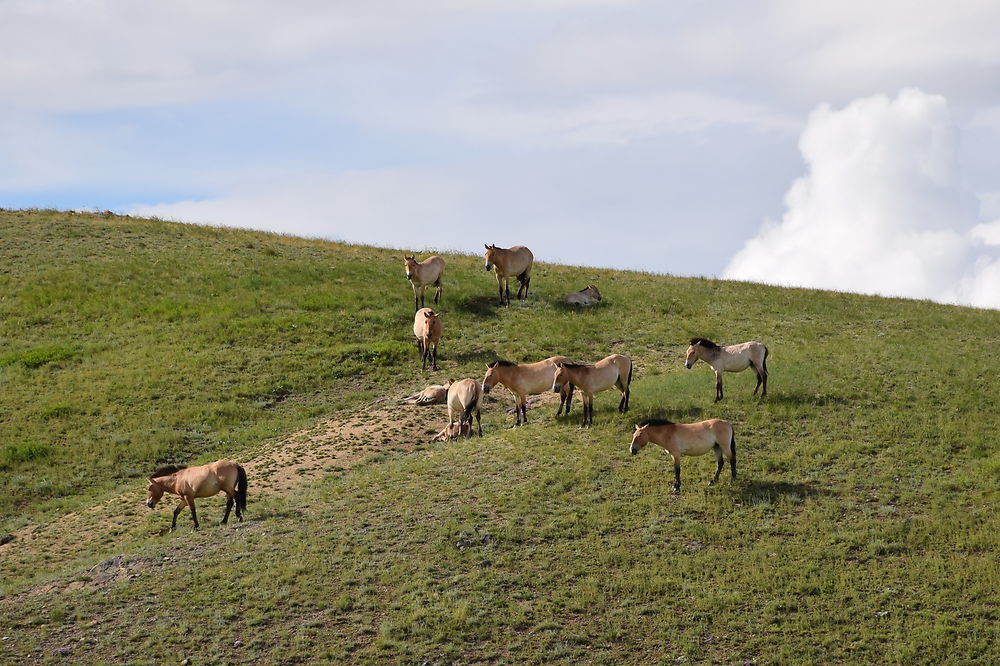 Chevaux de Przewalski