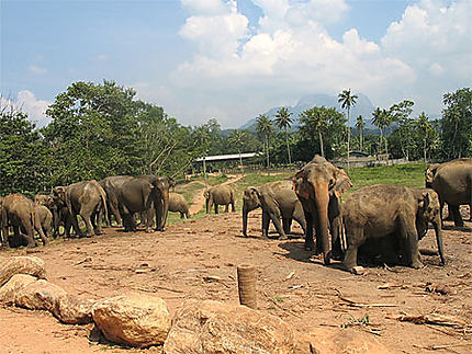 Orphelinat des éléphants