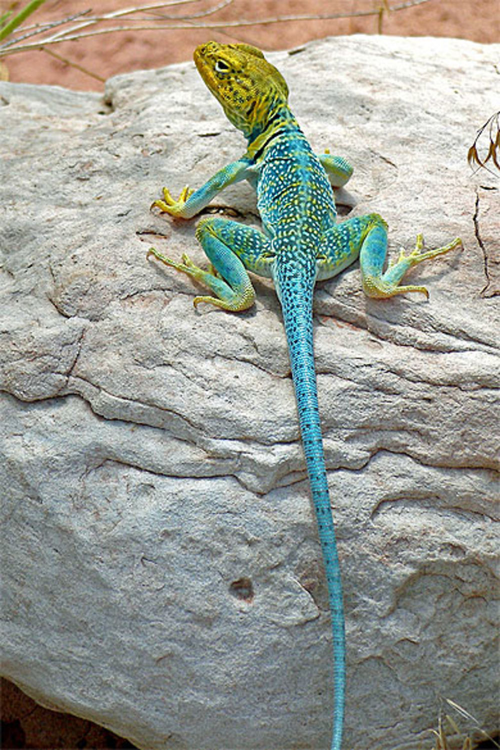 Magnifique lézard !