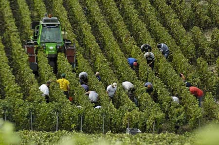 Vendanges Vendanges
