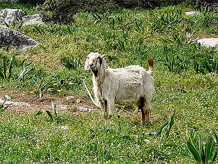 Une chèvre dans les champs de Patara