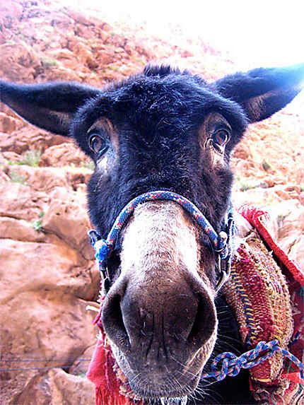 Moroccan Donkey