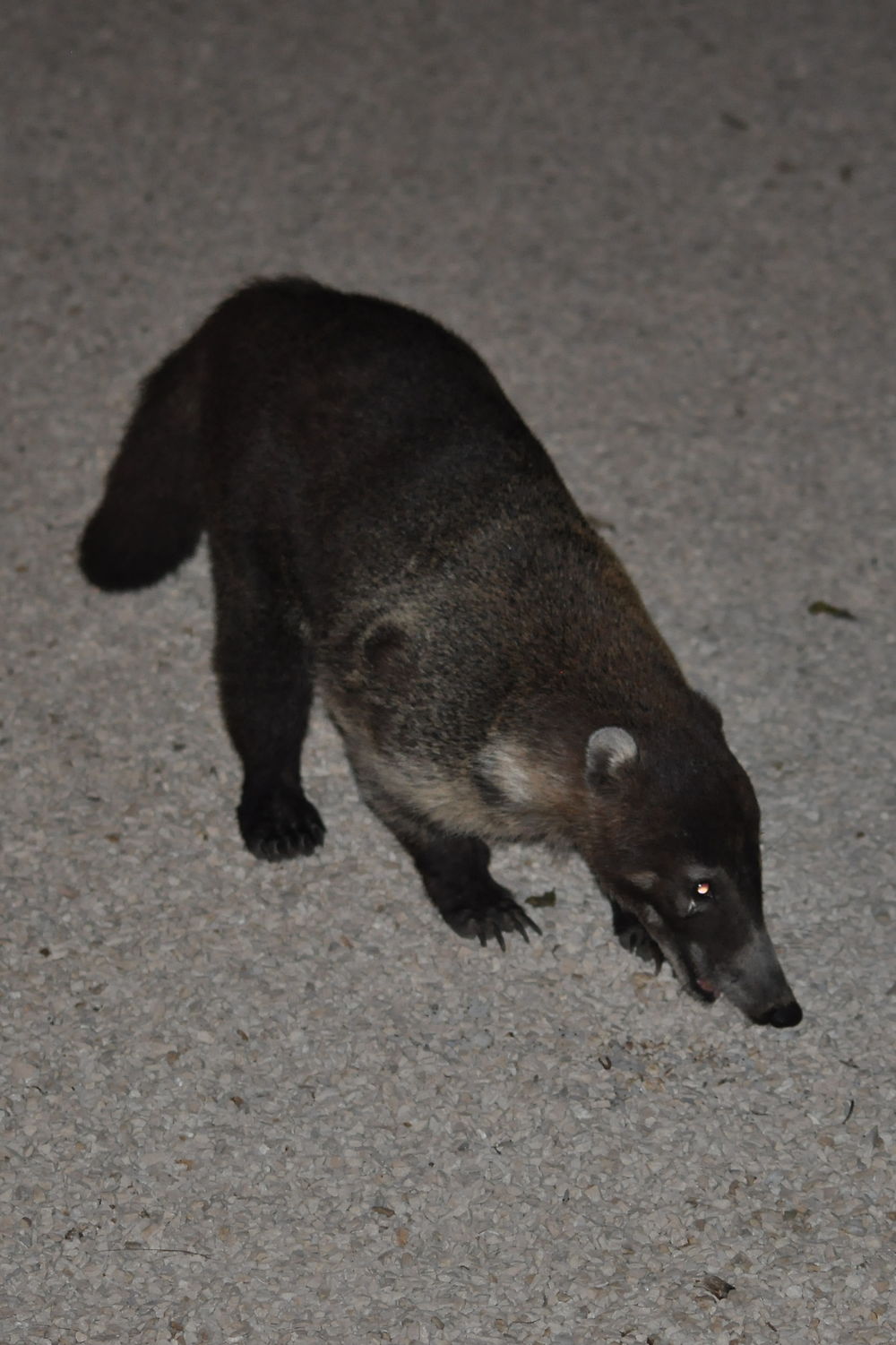 Le coatis