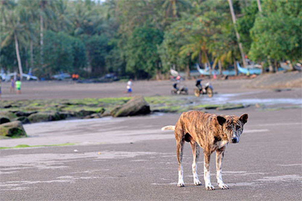 Chien sauvage balinais