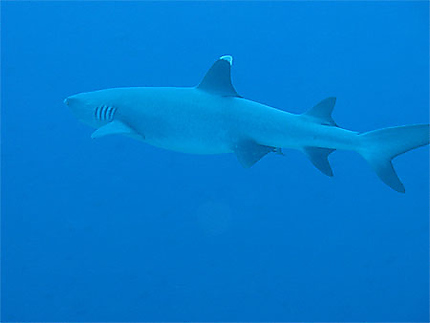 Requin pointe blanche