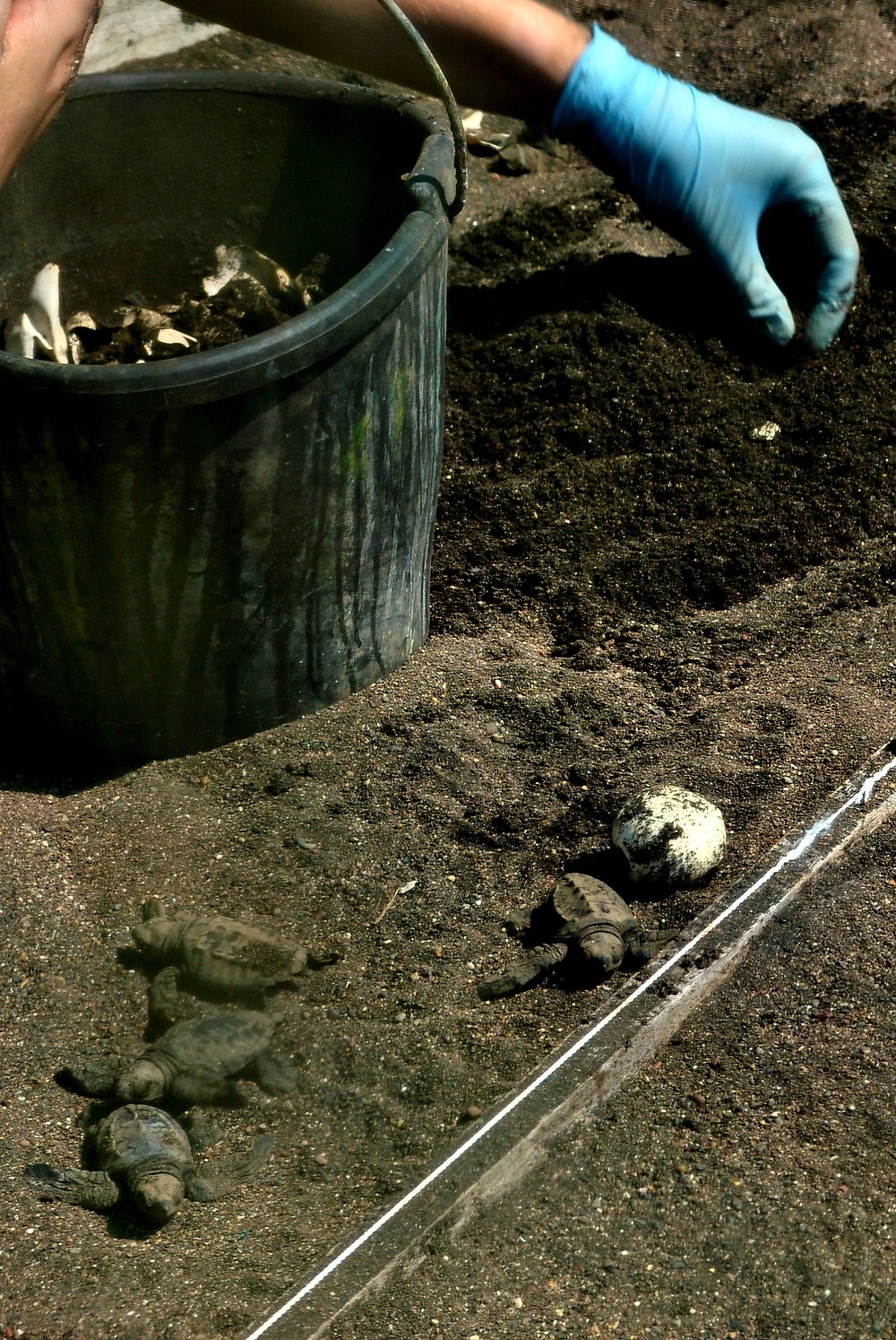 La récolte des tortues