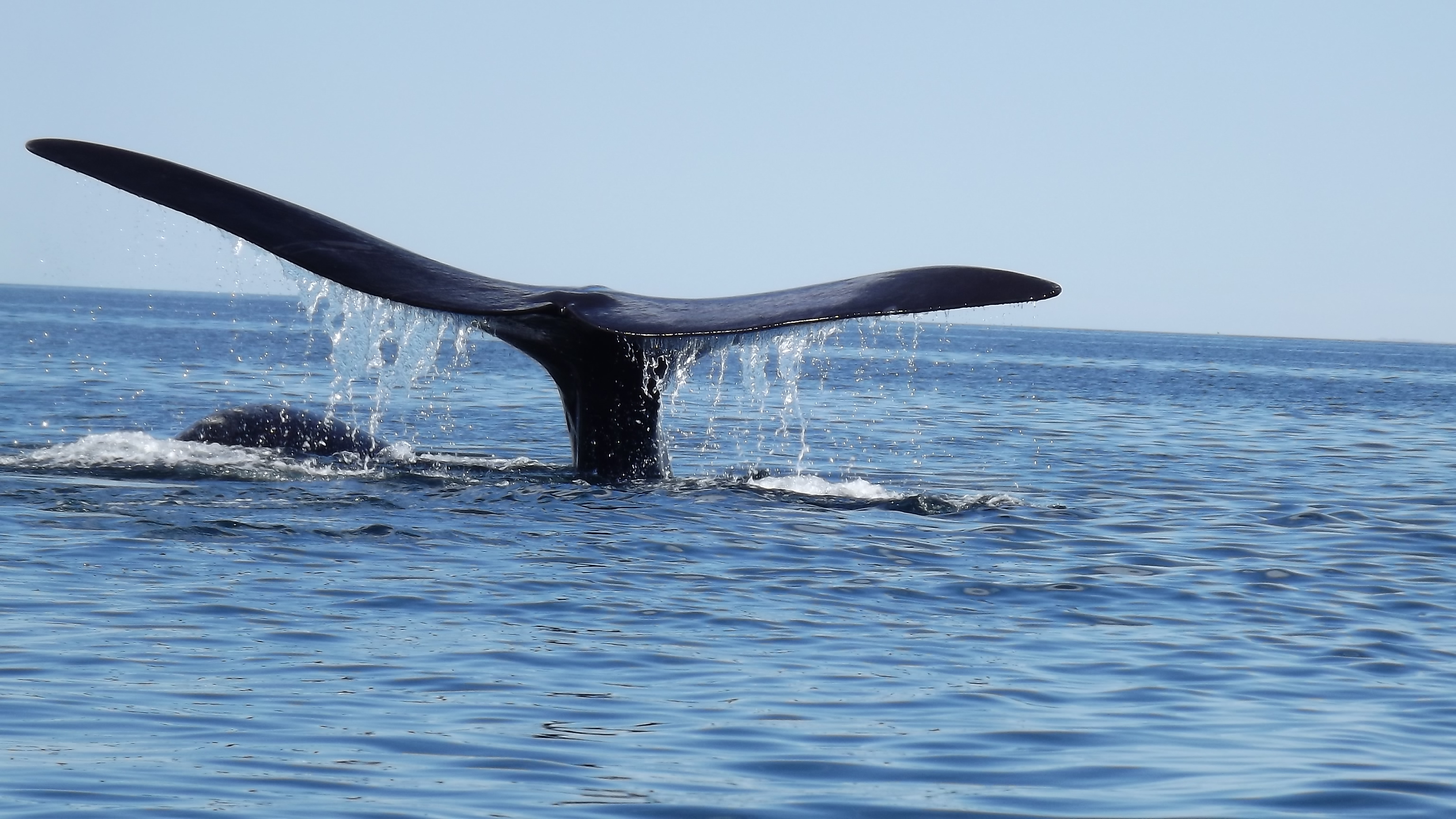 Baleine Franche Australe Baleine Franche Australe