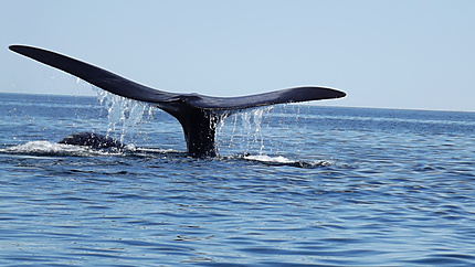 Baleine Franche Australe