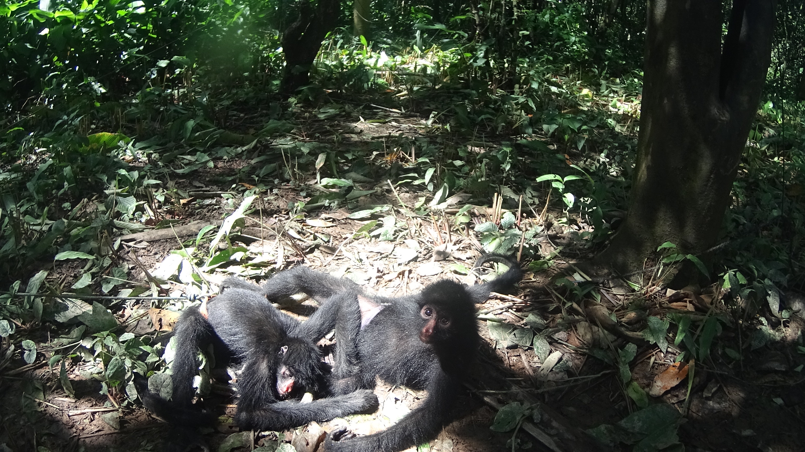 Monkey Nap Monkey Nap