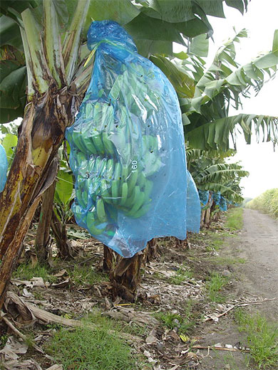 Plantation de bananes Plantation de bananes