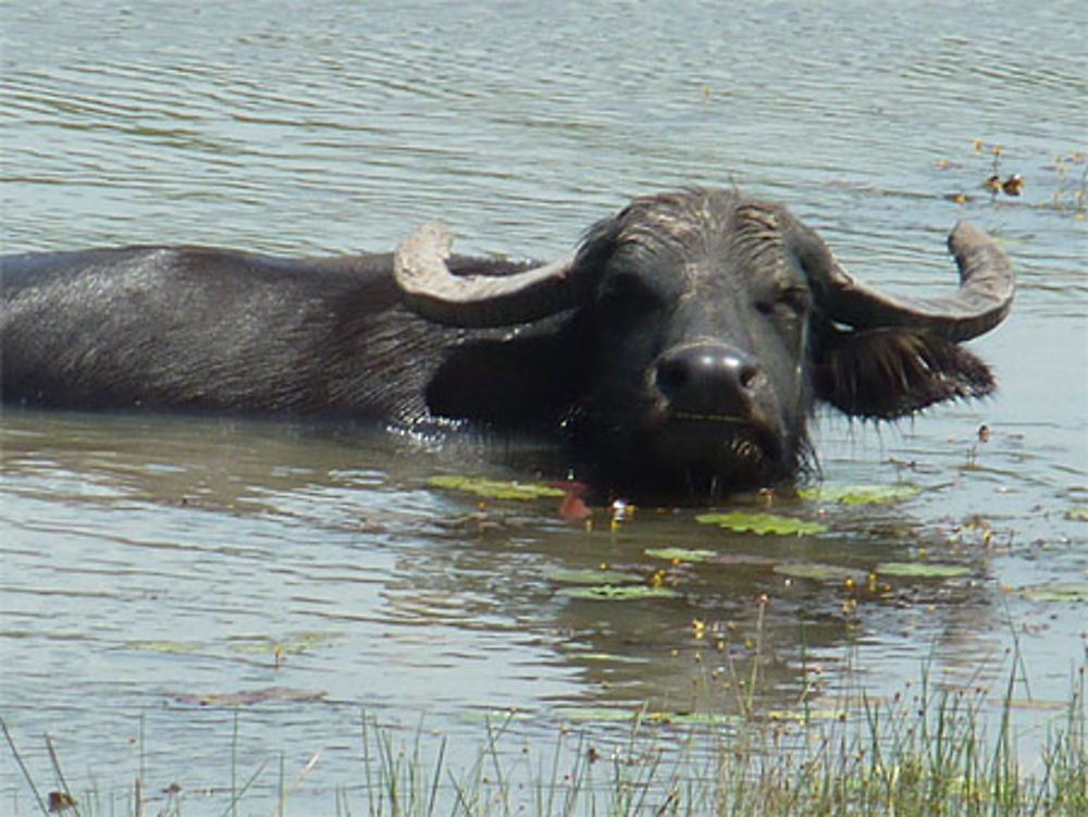 Buffle d'eau