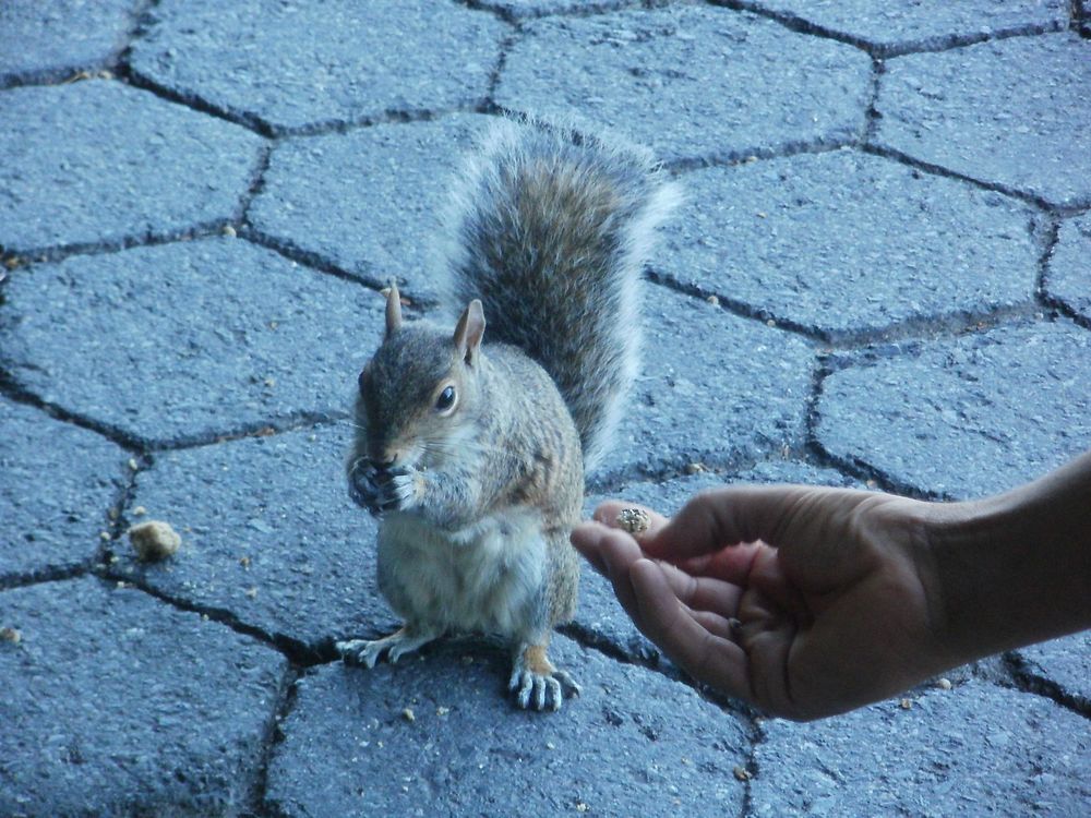 Petit déjeuner à battery park