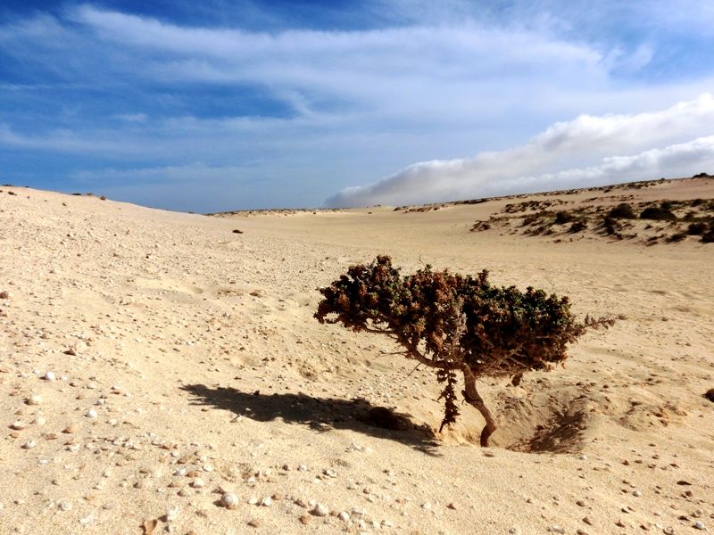 Les grands espaces des dunes de Corralejo