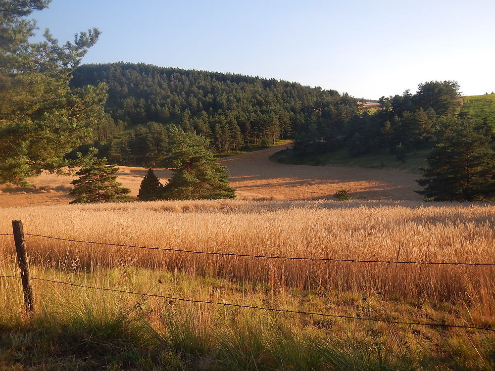 Blé d'or au soleil couchant