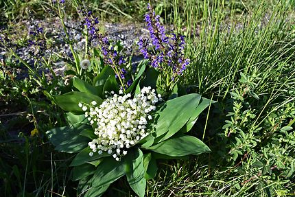 Muguet sauvage