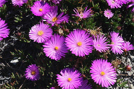 Fleurs violettes Fleurs violettes