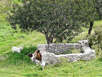 Chèvres de Patara