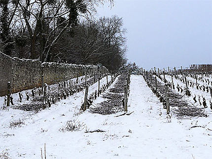 Vignes sous la neige