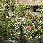 Le Jardin aux Hibiscus