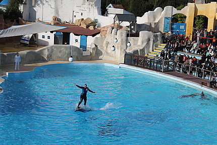 Surf sur dauphin