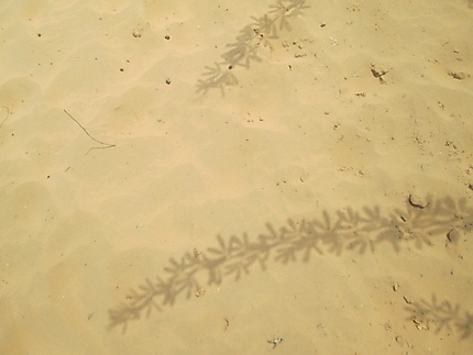 Ombre d'acacia sur le sable du désert