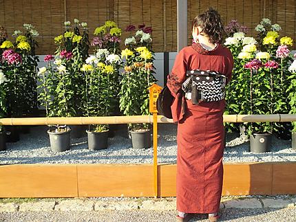 Le chrysanthème symboles du Japon