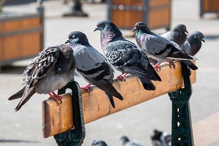Alger - Les pigeons du front de mer