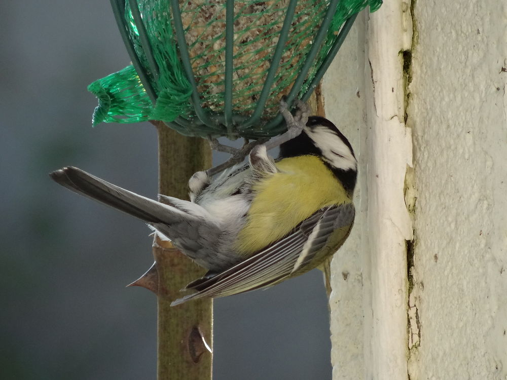 Oiseau à Châteaubriant