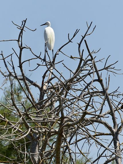 Aigrette 