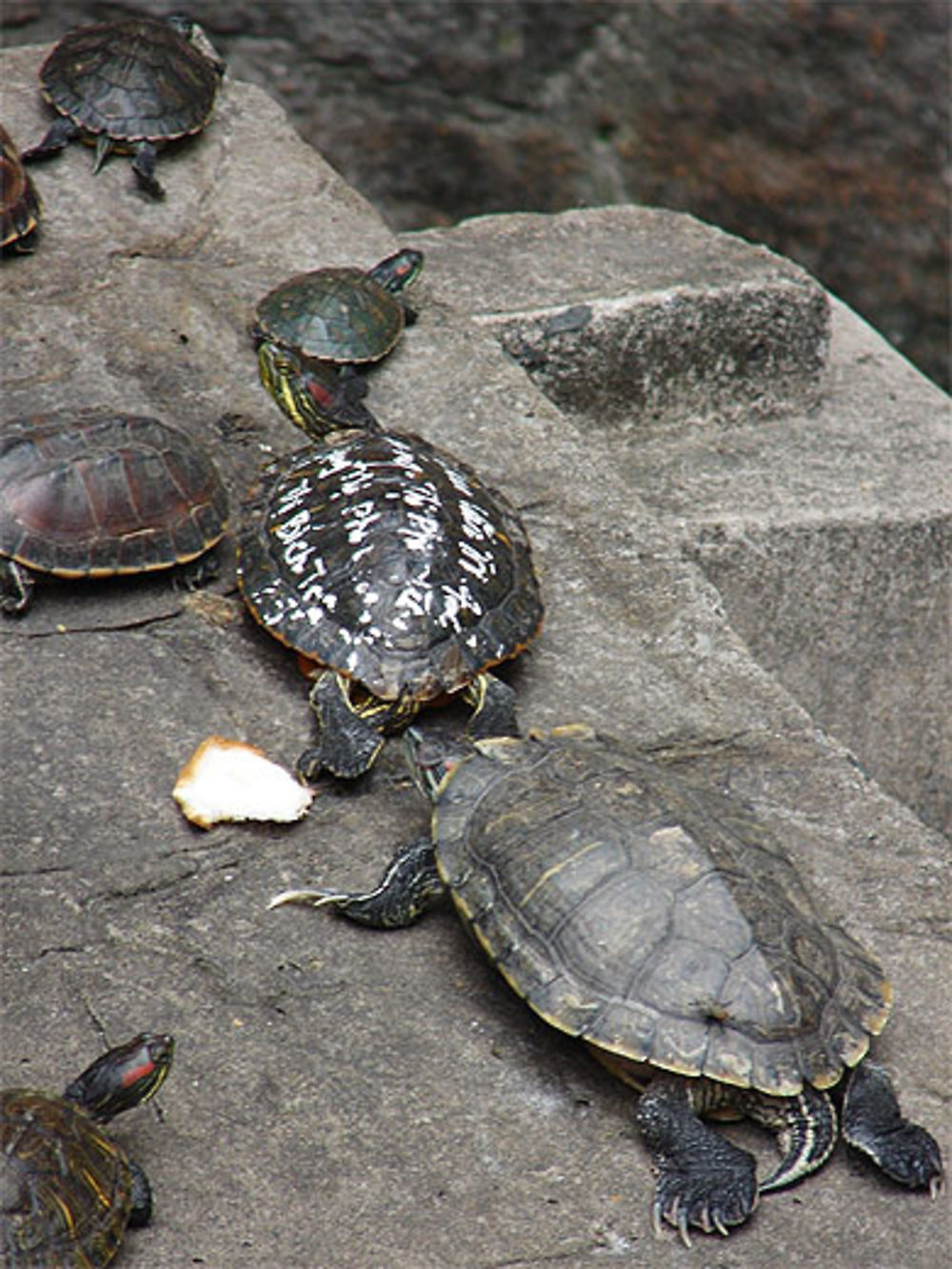 Tortue votive pour la fête du Têt - pagode de l'empereur de jade